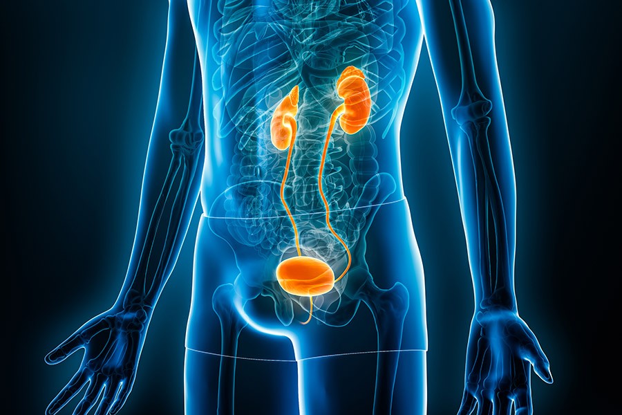 Algae microbots take aim at bladder cancer