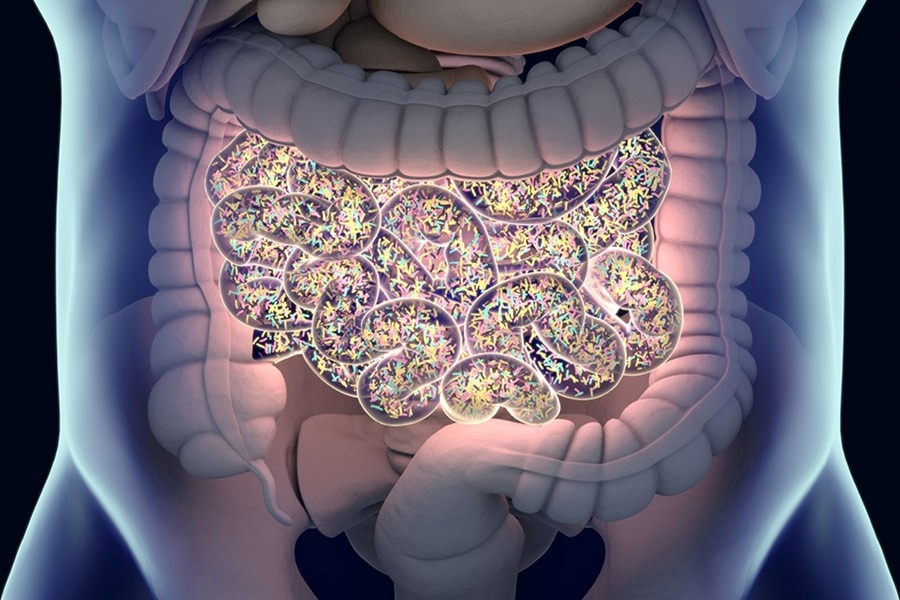 Sweeteners shown to slow growth of important gut bacteria in lab tests