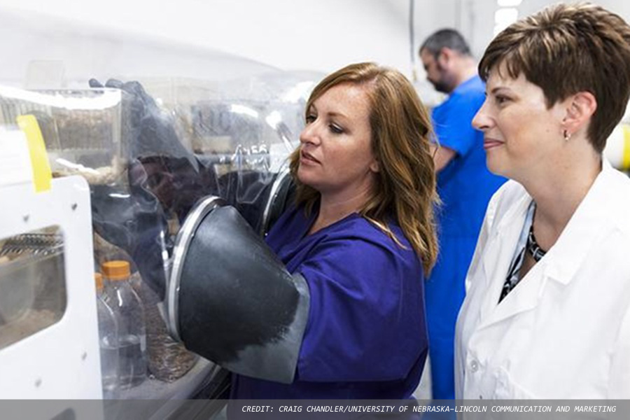 Nebraska researchers link gut microbe to cancer-fighting immune response